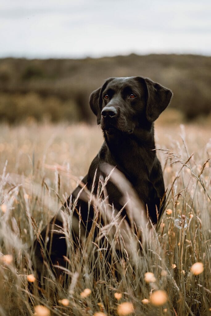 A black dog sitting in a field of tall grass