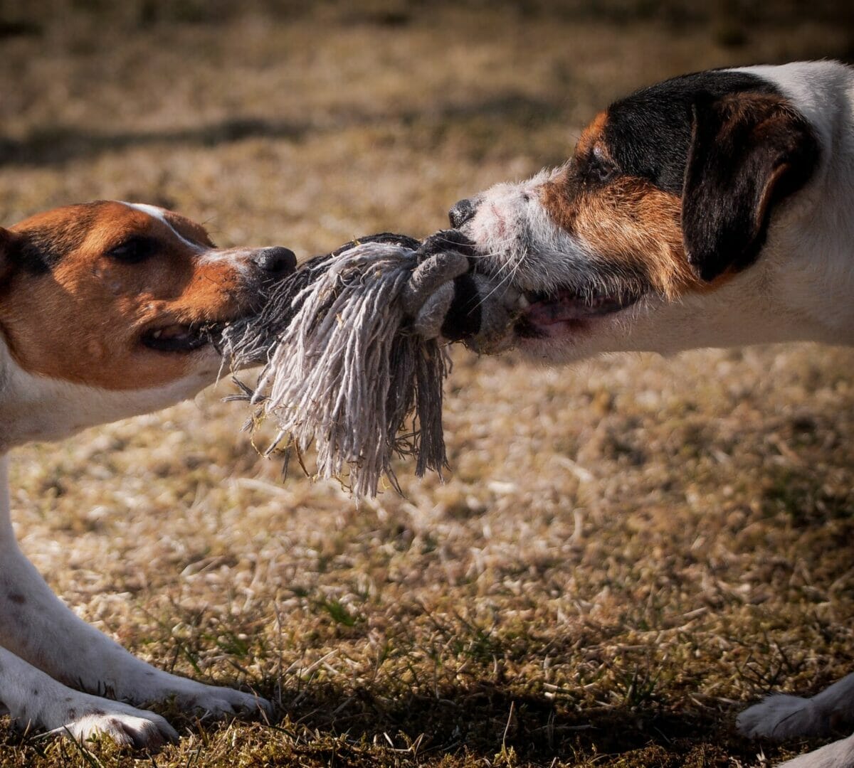 Two dogs playing tug of war