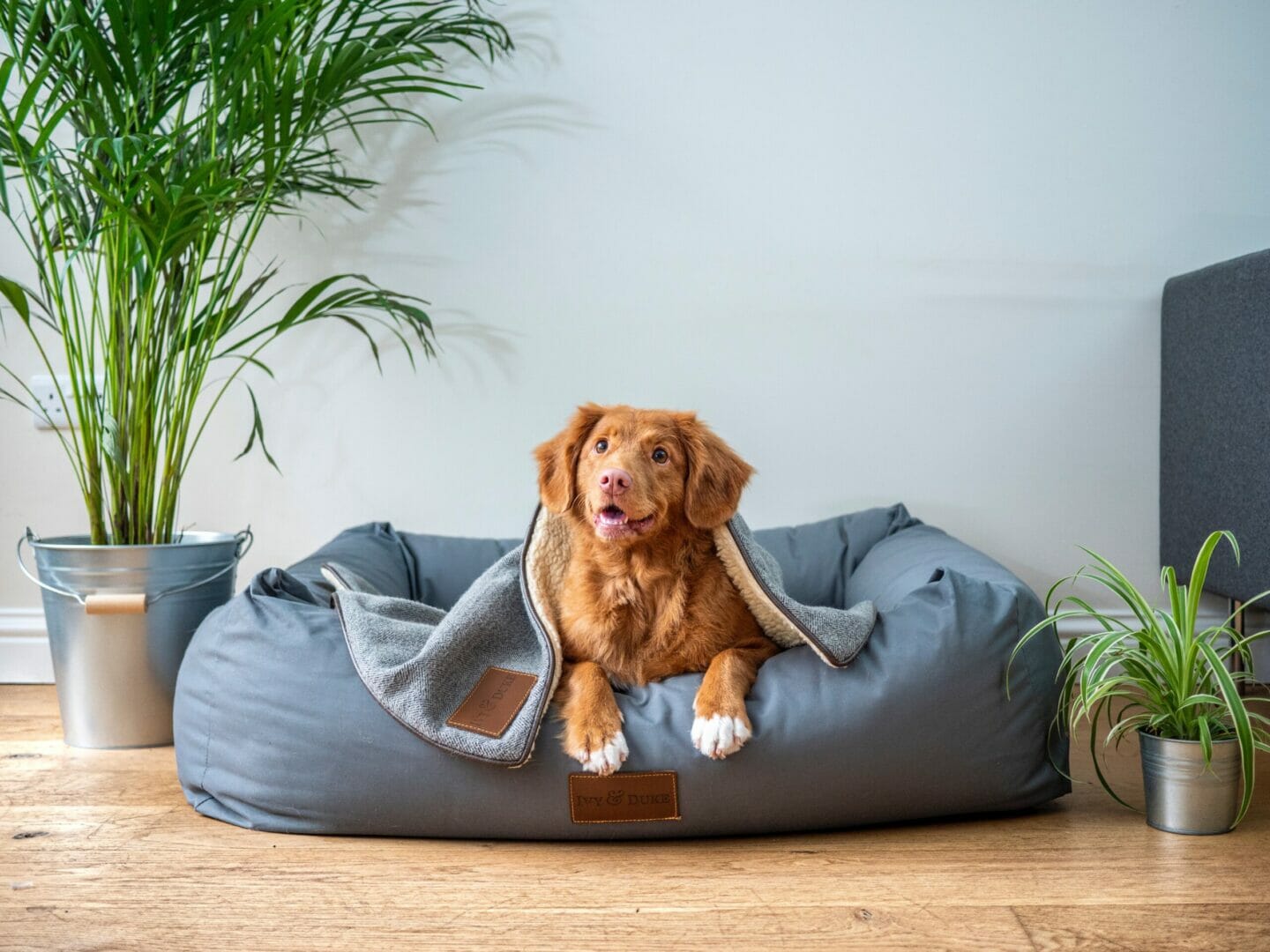 A dog relaxing on his bed