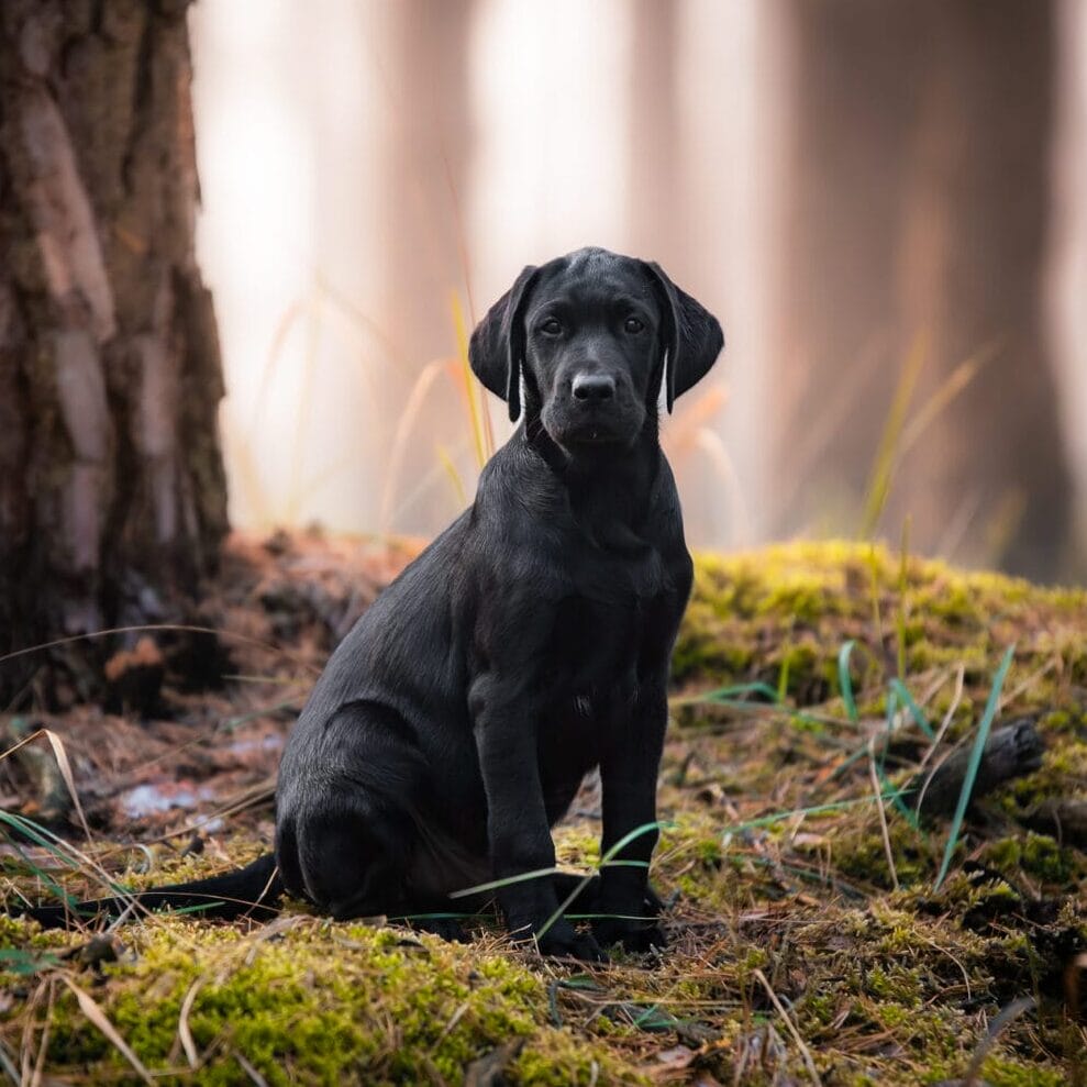 Black labrador puppy is sitting in woods